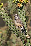 Cactus Wren